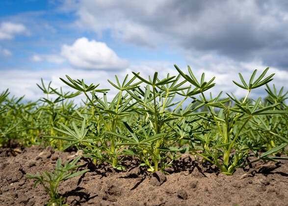 Soja-Alternativen, Anbau von weißen Lupinen. Nahaufnahme. Ein Feld mit jungem Lupinenbestand. Vereinzelt sieht man auch in Norddeutschland inzwischen Felder, auf denen Leguminosen angebaut werden, z.b: Erbsen, Ackerbohnen oder wie hier im Bild weiße Lupinen. Der hohe Proteingehalt macht sie zur Soja-Alternative, gleichzeitig sind Leguminosen Stickstoffsammler und reichern den Boden damit an. Landkreis Diepholz Niedersachsen Deutschland *** Soy alternatives, cultivation of white lupines Close-up A field with young lupines Occasionally, one can also see fields in Northern Germany where legumes are cultivated, e.g. peas, field beans or, as shown in the picture, white lupines The high protein content makes them a soy alternative, at the same