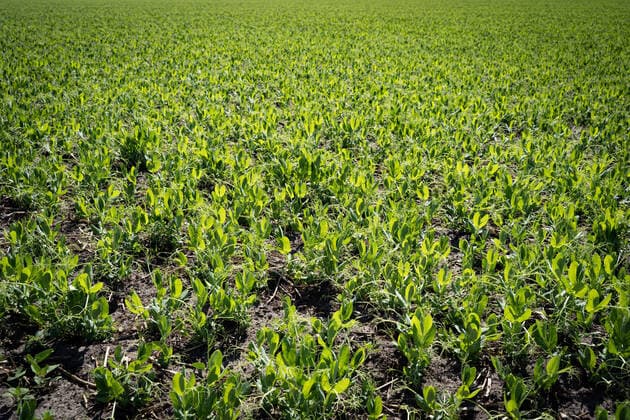 IMAGO Nature: Unsere Erde, Klimawandel, Ernährung, Pflanzen der Zukunft, Futtererbse Anbau von Eiweiß - Futterpflanzen, ein Feld mit jungem Futtererbsen - Bestand. Soja - Alternative auf heimischen Äckern - die Futtererbse. Neben Ackerbohnen und Lupinen eignet sich auch die Körnerfuttererbse als proteinhaltige Futterkomponente in der Tierfütterung. Gleichzeitig reichert sie als Leguminose den Boden mit Stickstoff an. Landkreis Osnabrück Niedersachsen Deutschland *** Cultivation of protein Fodder plants, a field with young fodder peas Stock soya Alternative on domestic fields the fodder pea In addition to field beans and lupins, the grain fodder pea is also suitable as a protein-containing fodder component in animal feeding At the same time, as a legume, it enriches the soil with nitrogen in the district of Osnabrück L