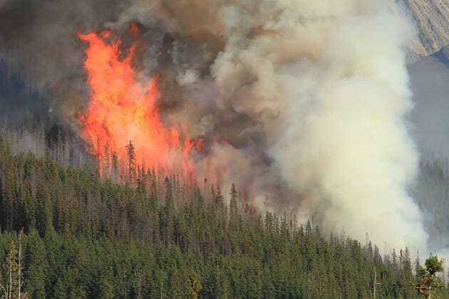forest fire ncq-ffq