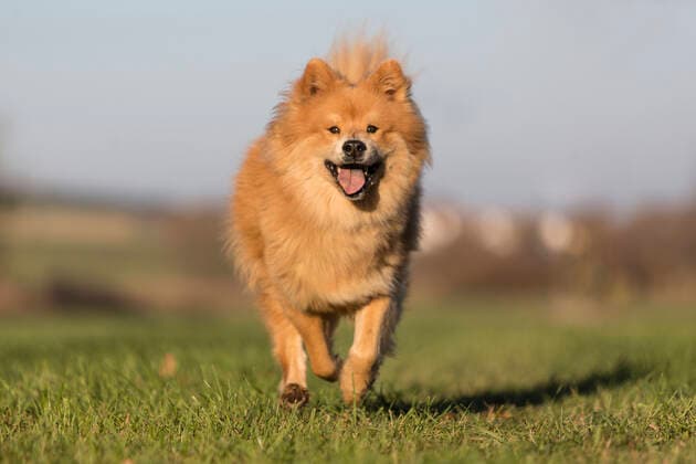 auslauf,eurasier *** running,eurasier dog pgg-jfb