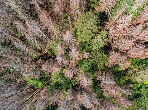 Germany, Baden Württemberg, Marxzell, 21 05 2020 Damaged trees in a coniferous forest near Marxzell, Northern Black Forest