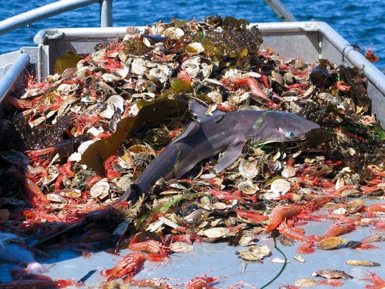 IMAGO Creative, Unsere Erde, Umweltverträgliche Herausforderungen des 21. Jahrhunderts, Überfischung überfischung,hai,beifang *** overfishing,shark,by-catch qs7-gdj