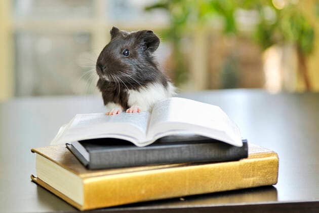book,bookworm,guinea rco-fjw