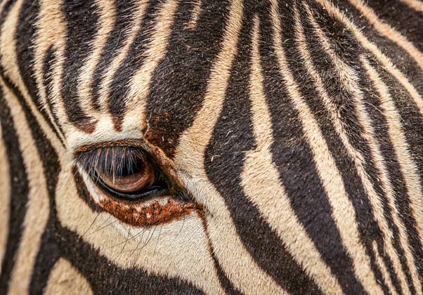 striped,zebra uxj-gg9