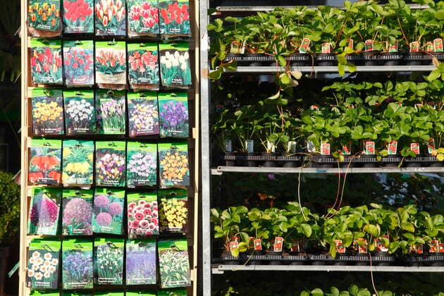 gardening,flower seeds,Strawbeery plant vly-fpd