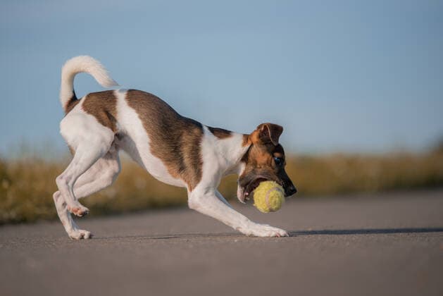 playful,jack russell terrier xve-ffq