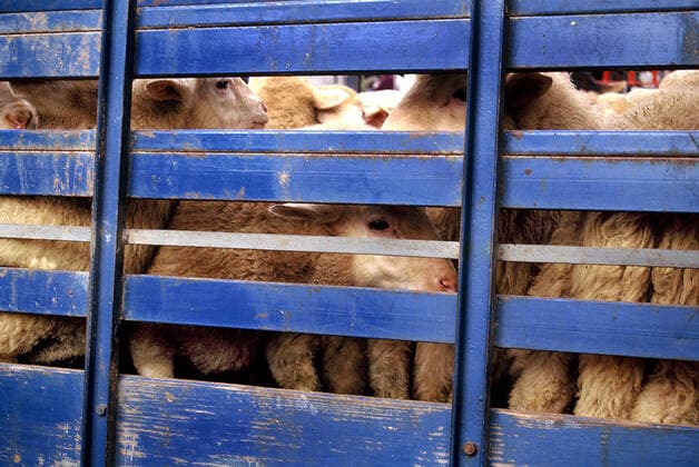 schafe,tiertransport,viehtransport *** sheep,cattle lorry,livestock y07-grc