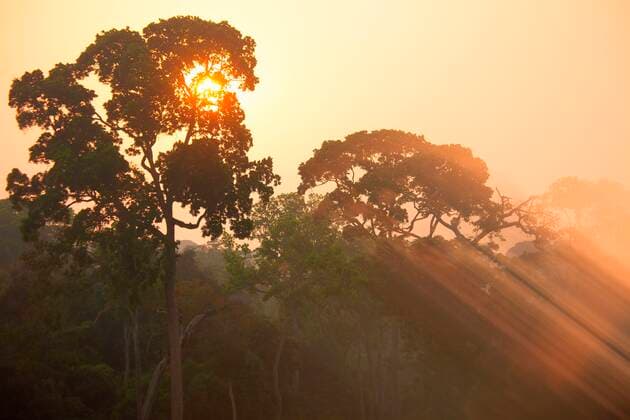 IMAGO Nature: Unsere Erde, Naturschutz, Naturschutzgebiete in Afrika Central African Republic, Rising sun illuminating treetops of Dzanga-Sangha Special Reserve DSGF02032