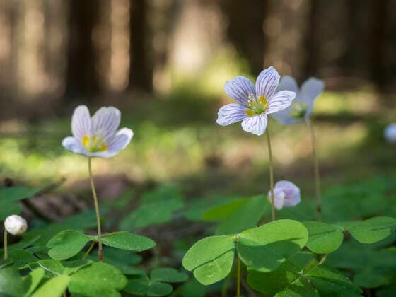 Germany, Close-up of wood sorrels (Oxalis Acetosella) blooming in Upper Palatinate Forest HUSF00135