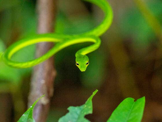 An adult green vine snake (Ahaetulla nasuta), in the Sinharaja Rainforest Reserve, Sri Lanka, Asia Copyright: MichaelxNolan 1112-4779