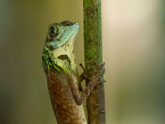 An adult male Sri Lankan kangaroo lizard (Otocryptis weigmani), in the Sinharaja Rainforest Reserve, Sri Lanka, Asia Copyright: MichaelxNolan 1112-4850