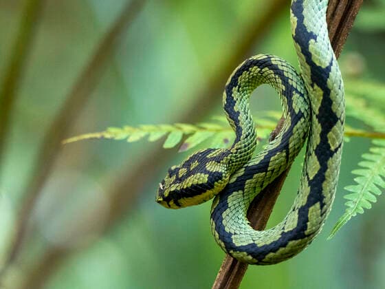Creative Highlights World An adult Sri Lanka green pit viper (Trimeresurus trigonocephalus), in the Sinharaja Rainforest Reserve, Sri Lanka, Asia Copyright: MichaelxNolan 1112-4894