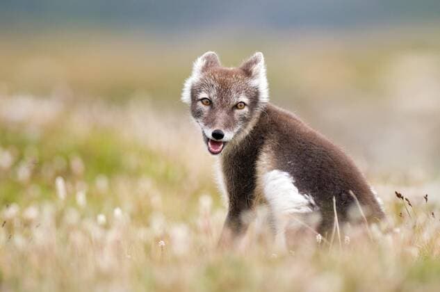Arctic fox alopex lagopus sitting in flowering meadow, Dovrefjell, Norway, Europe Copyright: imageBROKER/MatthiasxDelle ibxdel05769575.jpg