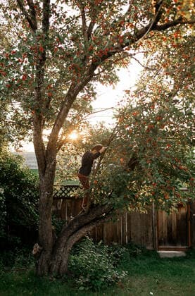 IMAGO Creative, Jahreszeit Herbst, Ferien Young boy climbing cherry tree in backyard in the summer Calgary, AB, Canada CR_AMST200428-362111-01,model released, Symbolfoto ,property released