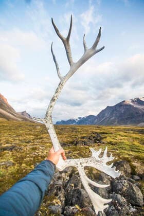 Man holds Caribou antler in Akshayak Pass, Auyuittuq National Park. Pangnirtung, NU, Canada CR_JDIP200331-320743-01,model released, Symbolfoto