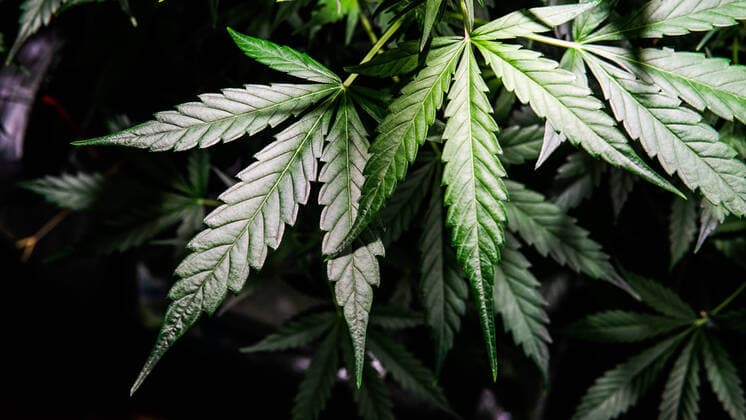 strains of marijuana for sale. Medical marijuana and the legaliz Los Angeles, CA, United States CR_KIVA200514F-366771-01