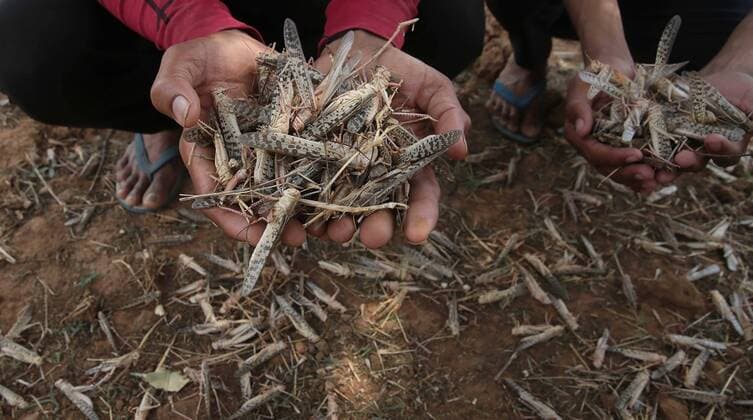 Bilder des Jahres 2020, News 05 Mai News Themen der Woche KW22 News Bilder des Tages JAIPUR, INDIA MAY 29: A farmer holds up locusts killed by agriculture department officials using pesticides, at Jarunda village, on May 29, 2020 in Jaipur, India. The locust swarms attacked fields where millet was sown but is yet to sprout so there was no harm to crop, apart from damage to vegetation and fodder. (Photo by Himanshu Vyas Hindustan Times ) Swarms Of Locusts Destroy Crops In Several States
