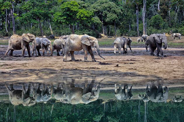 IMAGO Nature: Unsere Erde, Naturschutz, Naturschutzgebiete in Afrika Forest elephants (Loxodonta africana cyclotis) in Dzanga Bai.Dzanga-Sangha Congo, Basse-Kotto, Central African Republic CR_LRNJ200421A-334752-01