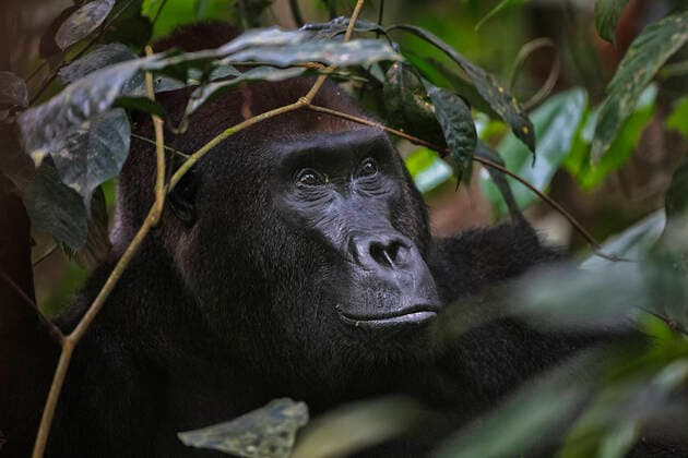 IMAGO Nature: Unsere Erde, Naturschutz, Naturschutzgebiete in Afrika Western Lowland Gorilla (Gorilla gorilla gorilla). BAI Hokou. Dzanga Sangha Special Dense Forest Reserve, Central African Republic Congo, Basse-Kotto, Central African Republic CR_LRNJ200421A-334991-01