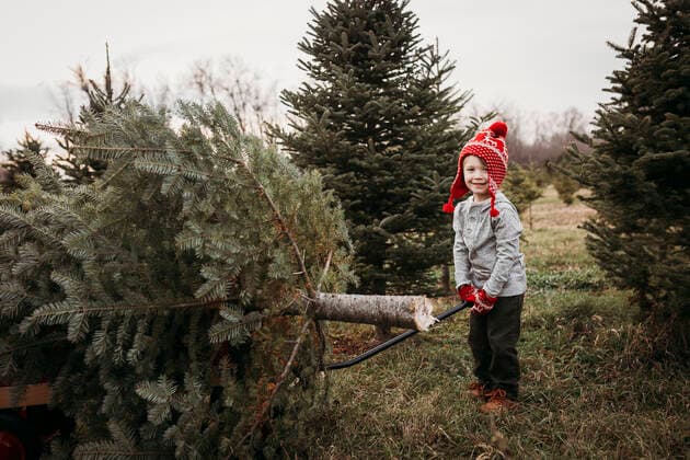 Boy pulling Christmas tree on wagon at tree farm Milwaukee, WI, United States CR_SUWE200514-378769-01,model released, Symbolfoto