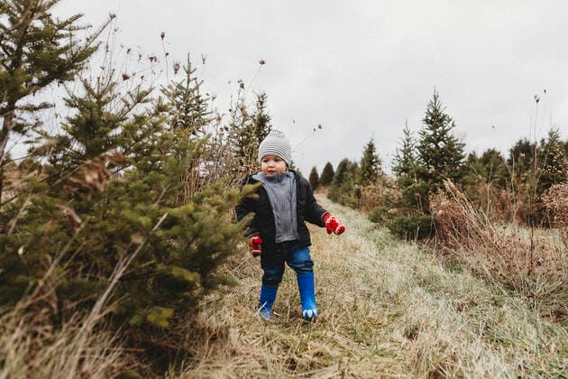Toddler boy on Christmas tree hunt in tree farm Milwaukee, WI, United States CR_SUWE200514-378778-01,model released, Symbolfoto