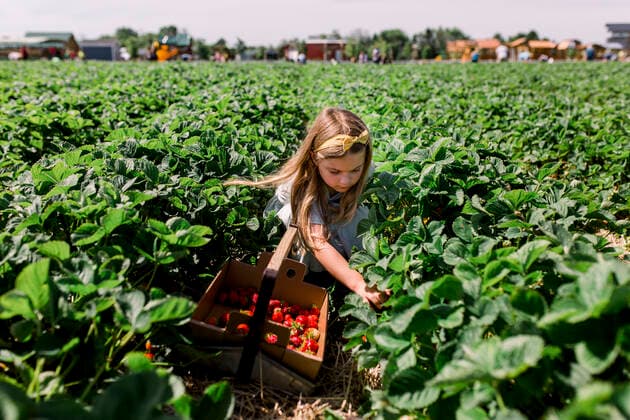 Girl sitting in strawberry field picking berries with a full bucket Milwaukee, WI, United States CR_SUWE200514A-381075-01,model released, Symbolfoto