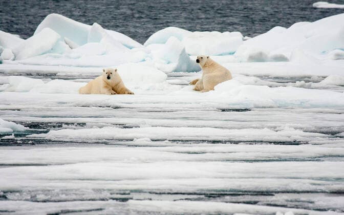 IMAGO Nature: Unsere Erde, Klimawandel, Arktische und Antarktische Eisschmelze Eisbaer (Ursus maritimus), zwei Eisbaeren liegen auf einer Eisscholle, Norwegen, Spitzbergen polar bear (Ursus maritimus), two bears lying on an ice floe, Norway, Svalbard BLWS618295 *** Polar bear Ursus maritimus , two bears lying on an ice floe, Norway, Svalbard BLWS618295 Copyright: xblickwinkel AGAMI C.xPiekx