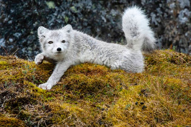 Ice Fox, Ice Fox, Arctic Fox, Arctic Fox, White Fox, White Fox, Blue Fox, Blue Fox Alopex lagopus, Vulpes lagopus , stretching legs, Norway, Svalbard BLWS618302, Svalbard arctic fox, polar fox Alopex lagopus, Vulpes lagopus , stretching legs, Norway Copyright: xblickwinkel AGAMI C.xPiekx