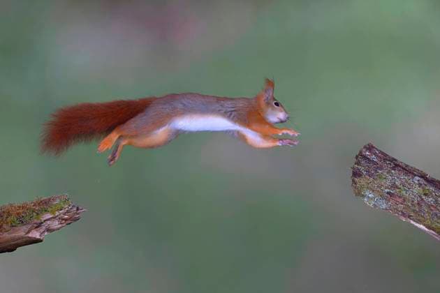 European squirrel Sciurus vulgaris jumps from branch to branch, North Rhine-Westphalia, Germany, Europe Copyright: imageBROKER/FriedhelmxAdam ibxada05774572.jpg