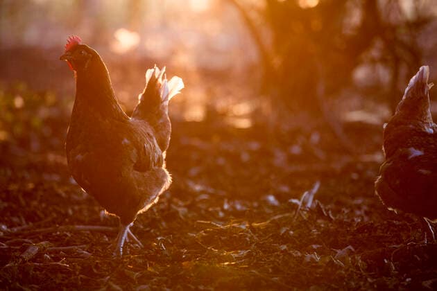 A free range chicken in woodland in early morning light. Farm,United Kingdom,A free range chicken in woodland in early morning light.  A free range chicken in woodland in early morning light.