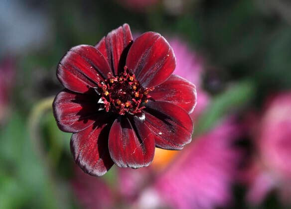 IMAGO Nature: Unsere Erde, Pflanzen, Seltene Pflanzen 14.05.2020, Blumenkasten in voller Blüte auf einem Balkon in Bad Wörishofen. Die Schokoladenblume oder Schokoladen-Kosmee (Cosmos atrosanguineus) trägt ihren Namen zu Recht: sie duftet herrlich nach Zartbitterschokolade. 14.05.2020, Blumen auf dem Balkon 14.05.2020, Blumen auf dem Balkon *** 14 05 2020, Flower box in full bloom on a balcony in Bad Wörishofen The chocolate flower or chocolate Cosmos atrosanguineus Cosmos atrosanguineus is rightly named after the chocolate flower or chocolate Cosmos atrosanguineus It smells wonderfully of dark chocolate 14 05 2020, Flowers on the balcony 14 05 2020, Flowers on the balcony