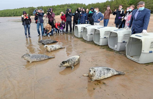 LENINGRAD REGION, RUSSIA - JUNE 5, 2020: Grey seals released into the waters of the Gulf of Finland by employees of the Marine Mammals Research and Conservation Center, where they were kept, in the Okunyovaya Bay. The center conducts treatment and rehabilitation of sick and injured animals and prepares them for the release in their natural habitat. Alexander Demianchuk TASS  TS0DB6CF