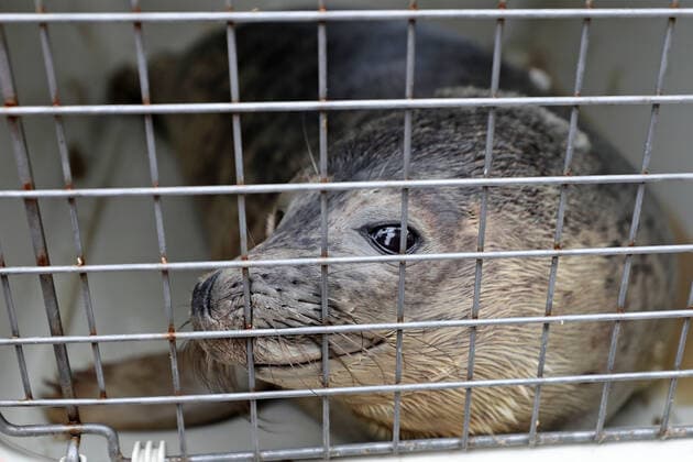 LENINGRAD REGION, RUSSIA - JUNE 5, 2020: A grey seal is seen in a container ahead of being released into the waters of the Gulf of Finland by employees of the Marine Mammals Research and Conservation Center, in the Okunyovaya Bay. The center conducts treatment and rehabilitation of sick and injured animals and prepares them for the release in their natural habitat. Alexander Demianchuk TASS  TS0DB6F3