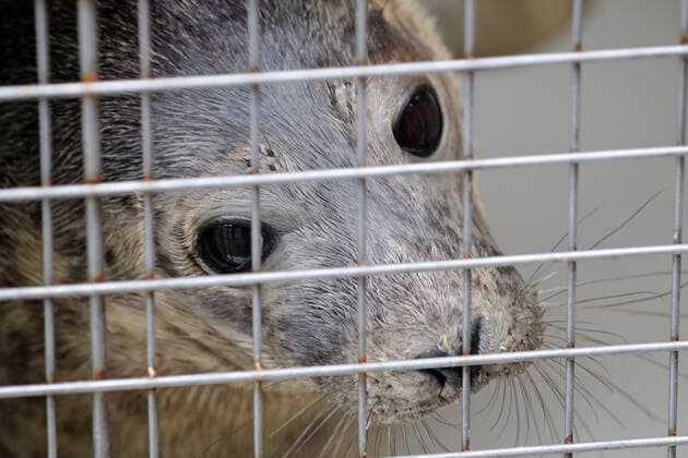 LENINGRAD REGION, RUSSIA - JUNE 5, 2020: A grey seal is seen in a container ahead of being released into the waters of the Gulf of Finland by employees of the Marine Mammals Research and Conservation Center, in the Okunyovaya Bay. The center conducts treatment and rehabilitation of sick and injured animals and prepares them for the release in their natural habitat. Alexander Demianchuk TASS  TS0DB6F4