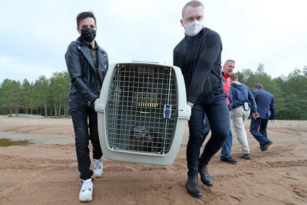 LENINGRAD REGION, RUSSIA - JUNE 5, 2020: People carry a container with a grey seal in the Okunyovaya Bay. The seal is to be released into the waters of the Gulf of Finland by employees of the Marine Mammals Research and Conservation Center. The center conducts treatment and rehabilitation of sick and injured animals and prepares them for the release in their natural habitat. Alexander Demianchuk TASS  TS0DB6F5