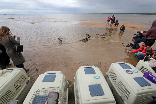 LENINGRAD REGION, RUSSIA - JUNE 5, 2020: Grey seals released in the waters of the Gulf of Finland by employees of the Marine Mammals Research and Conservation Center, where they were kept, in the Okunyovaya Bay. The center conducts treatment and rehabilitation of sick and injured animals and prepares them for the release in their natural habitat. Alexander Demianchuk TASS  TS0DB704