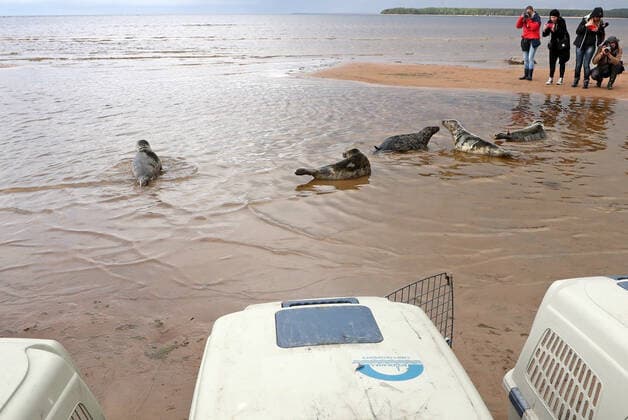 LENINGRAD REGION, RUSSIA - JUNE 5, 2020: Grey seals released in the waters of the Gulf of Finland by employees of the Marine Mammals Research and Conservation Center, where they were kept, in the Okunyovaya Bay. The center conducts treatment and rehabilitation of sick and injured animals and prepares them for the release in their natural habitat. Alexander Demianchuk TASS  TS0DB705