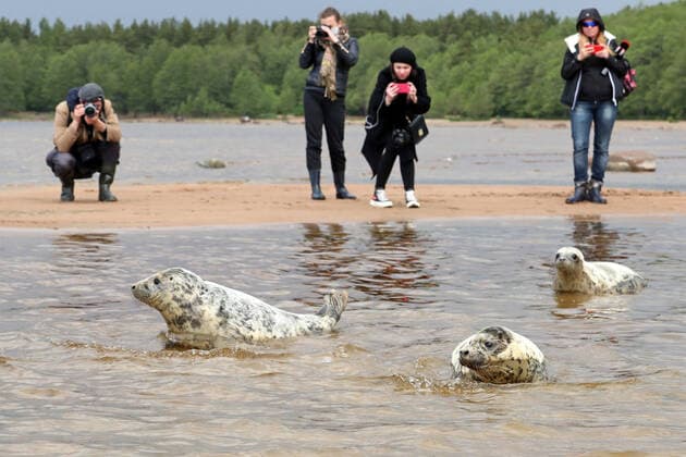 LENINGRAD REGION, RUSSIA - JUNE 5, 2020: People take pictures of grey seals released in the waters of the Gulf of Finland by employees of the Marine Mammals Research and Conservation Center, where they were kept, in the Okunyovaya Bay. The center conducts treatment and rehabilitation of sick and injured animals and prepares them for the release in their natural habitat. Alexander Demianchuk TASS  TS0DB706