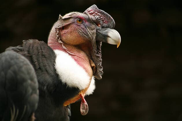 IMAGO Nature: Unsere Erde: Tierwelt: Hässliche Tiere Andean Condor (Vultur gryphus) ANDEAN CONDOR  Copyright: xMichaelxLeachx&xMerielxLlandx ZB829_126210_0003