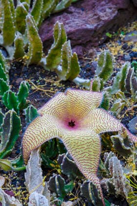 IMAGO Nature: Unsere Erde: Pflanzenwelt: Hässliche Pflanzen Zulu giant (Stapelia gigantea). Madeira Botanical Gardens. Funchal. Madeira, Portugal, Europe. Funchal MADEIRA PORTUGAL Copyright: xMikelxBilbaox xVWPicsx M-18-04-117