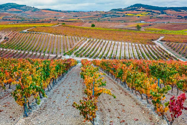 Vineyards in autumn. Cenicero village. La Rioja, Spain, Europe Cenicero Basque Country-Alava SPAIN Copyright: xMikelxBilbaox xVWPicsx M-19-19-001
