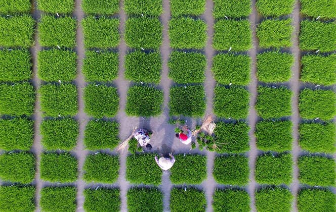 YANGZHOU, CHINA - JUNE 05: Aerial view of farmers transplanting rice seedlings in a test field of Yangzhou Academy of Agricultural Sciences on June 5, 2020 in Yangzhou, Jiangsu Province of China.  Copyright: xVCGx CFP111286650793