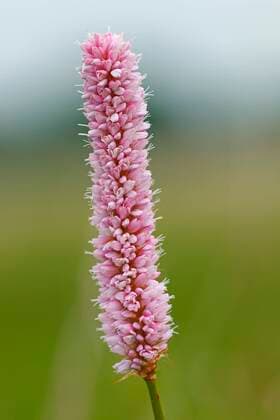  Schlangen-Knöterich (Bistorta officinalis) Blütenstand, Schleswig-Holstein, Deutschland, Europa *** snakes knotweed Bistorta officinalis inflorescence, Schleswig Holstein, Germany, Europe Copyright: imageBROKER/JustusxdexCuveland ibxuve05786385.jpg