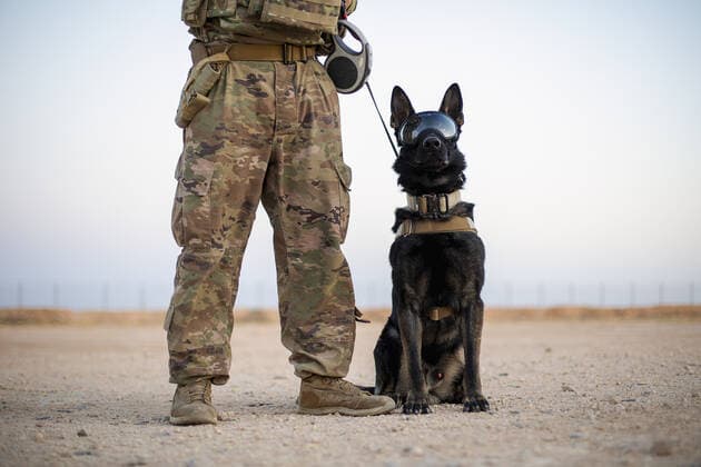U.S. Army Spc. Joe Lane and his military working dog, Nick, of the 1st Battalion, 5th Infantry Regiment, 1st Brigade Combat Team, 25th Infantry Division, pose for a photo at Al Asad Air Base, Iraq, May 29, 2020. Where: Iraq When: 29 May 2020 Credit: US Army Cover Images **Editorial use only** Copyright: xx 40552065 EDITORIAL USE ONLY. NOT FOR USE BY NEWSPAPERS BASED IN THE UK.