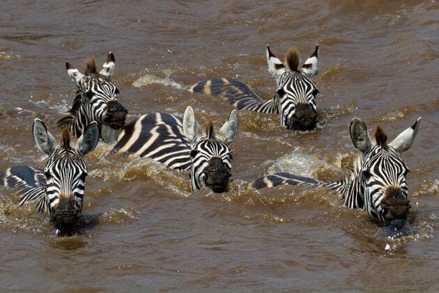 Zebra Migration on the Mara River Masai Mara Kenya McPPUM McPPUM