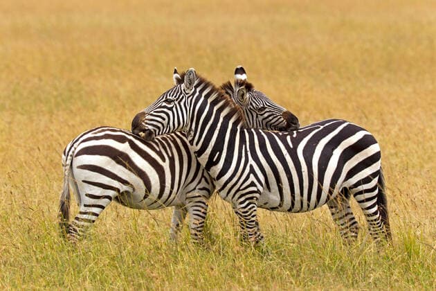 Bohemian zebras nibbling on each other McPPUM McPPUM