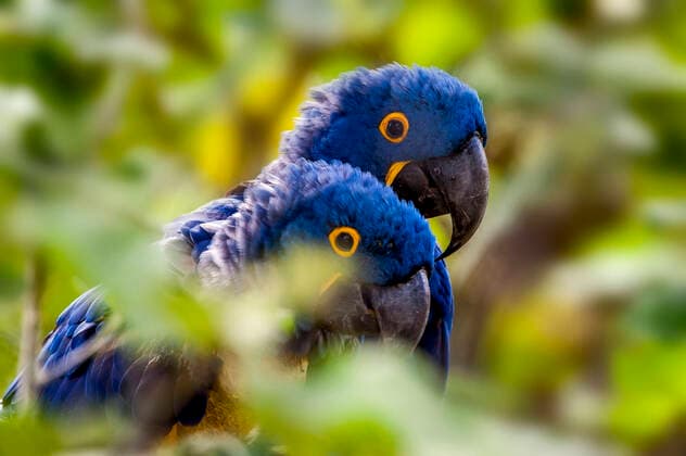 Hyacinth Macaw (Anodorhynchus hyacinthinus) lives in the biomes of the Amazon and especially in the Cerrado and Pantanal. This species is threatened with extinction. Captive animal. Copyright: xLeonardoxMerconx xVWPicsx LME-201505010033