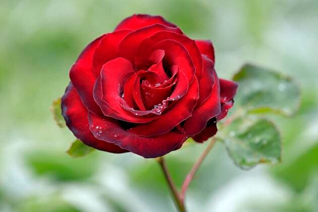 Edelrose, variety Samantha, black red flower, breeder Noack 1984, North Rhine-Westphalia, Germany, Europe Copyright: imageBROKER/Frederik ibxrba05781635.jpg
