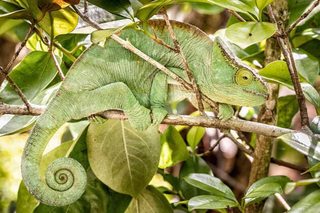 Chameleon in the rainforest of Madagascar 1098001494