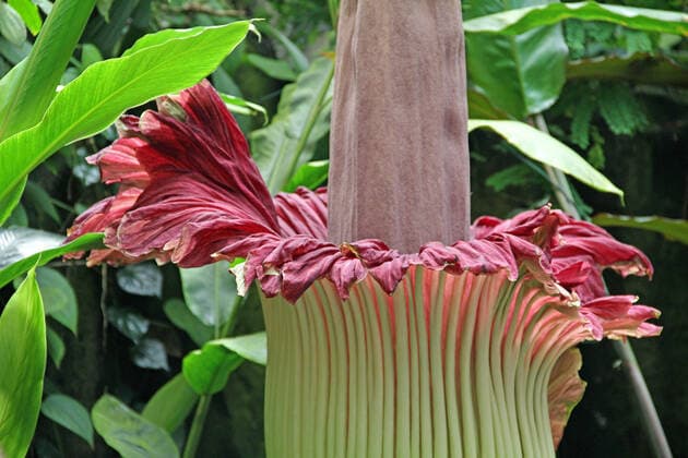 IMAGO Nature: Unsere Erde, Pflanzen, Seltene Pflanzen Blüte Titanwurz *** Blossom Titanium root 1046804801